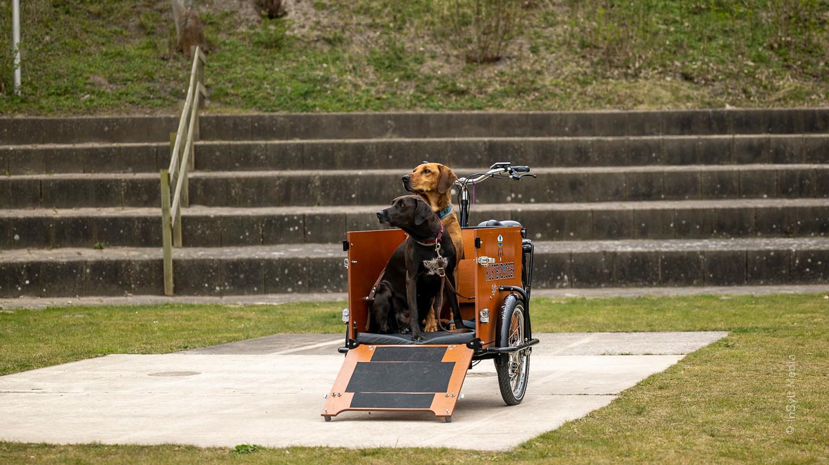 Kuesten-dogger Urlaub mit Hund in Rantum auf Sylt